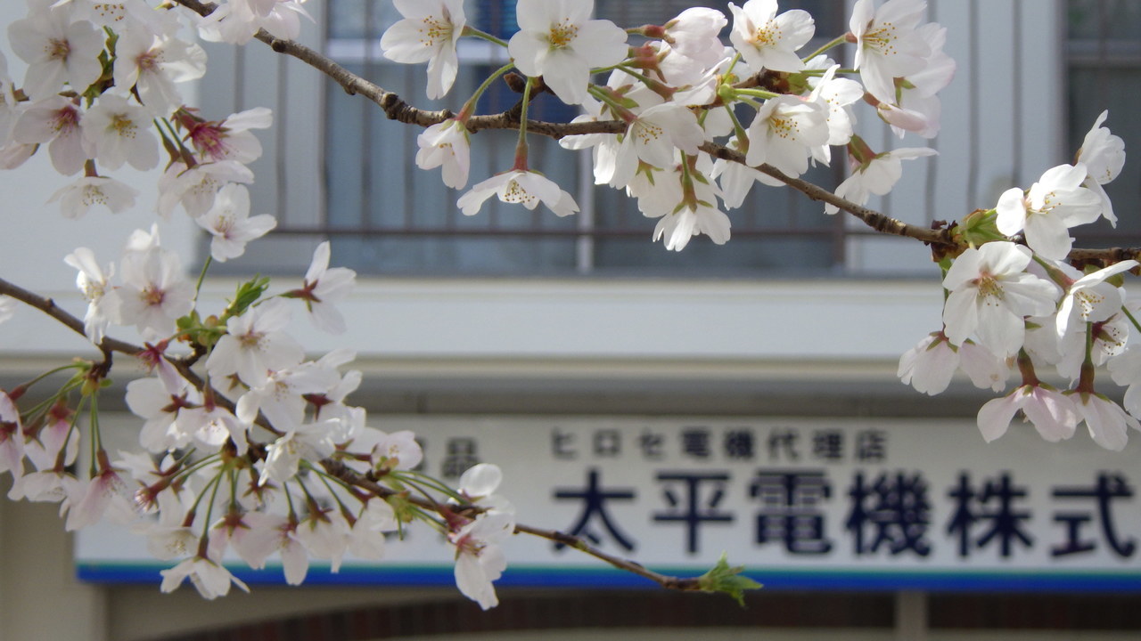 太平電機と桜